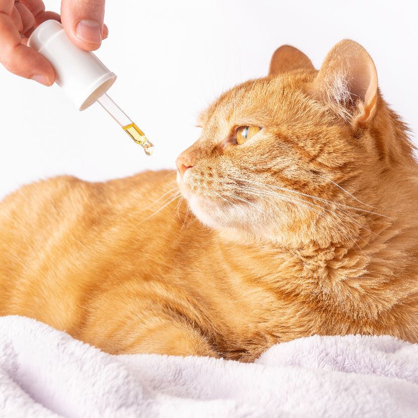 Suplementos para gatos Suplementos para gatos